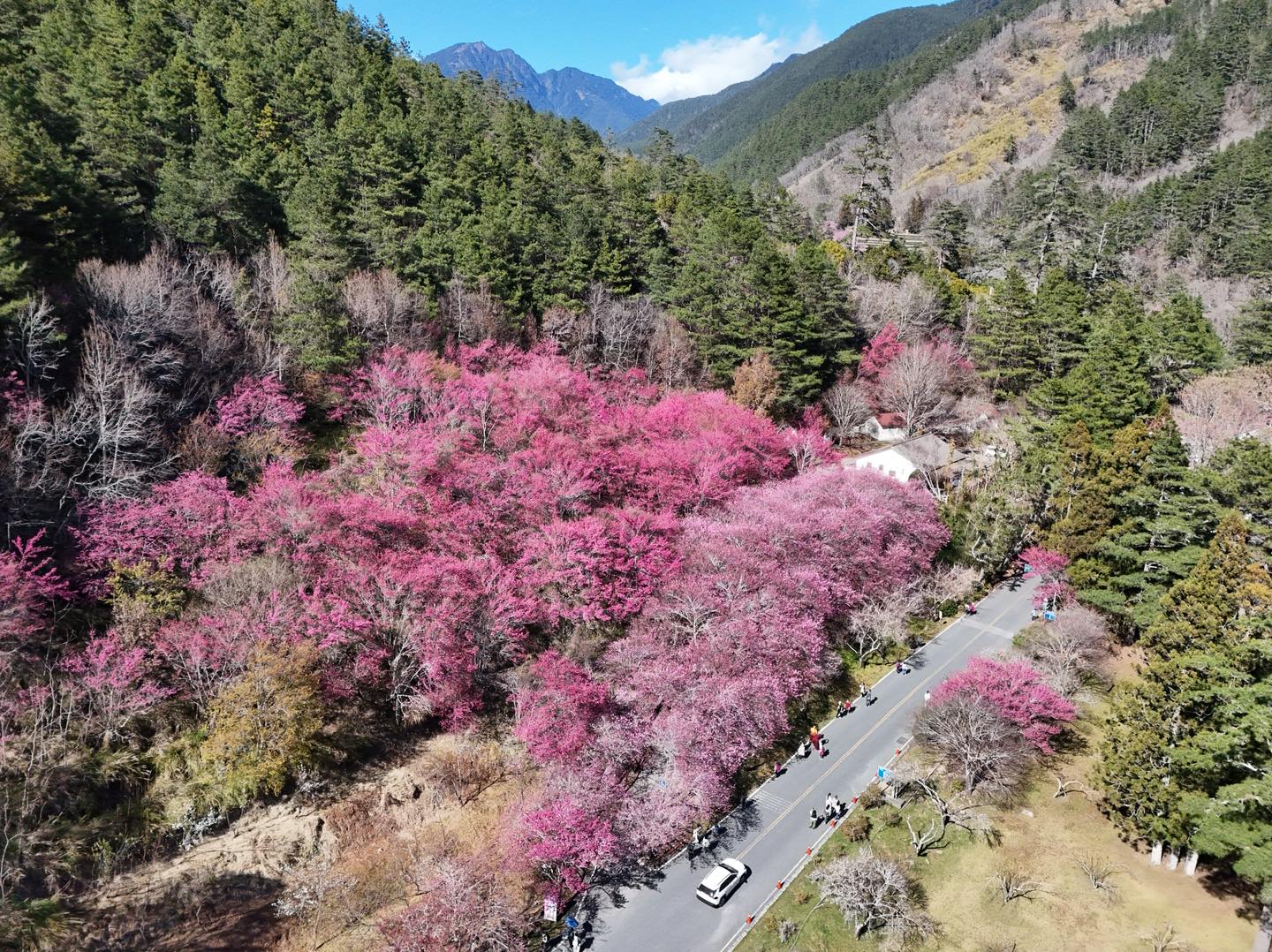 武陵農場即時影像 10 632374037 1329107352586085 4839493053630602604 n