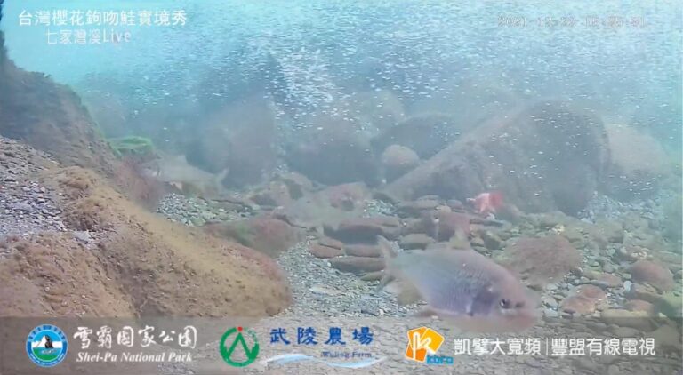 七家灣溪 – 櫻花鉤吻鮭