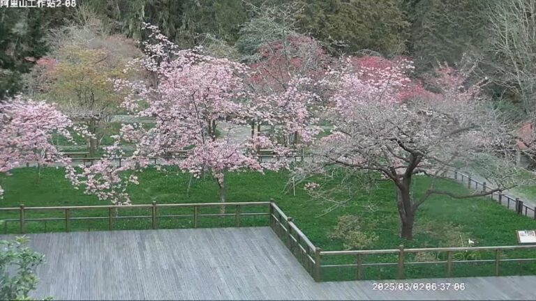 阿里山櫻花王
