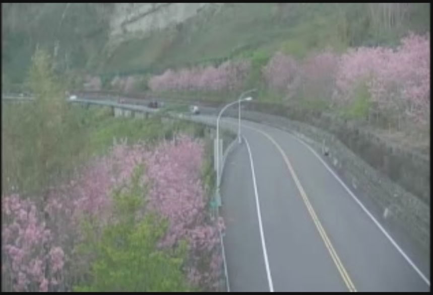 阿里山公路 - 大峭壁櫻花林