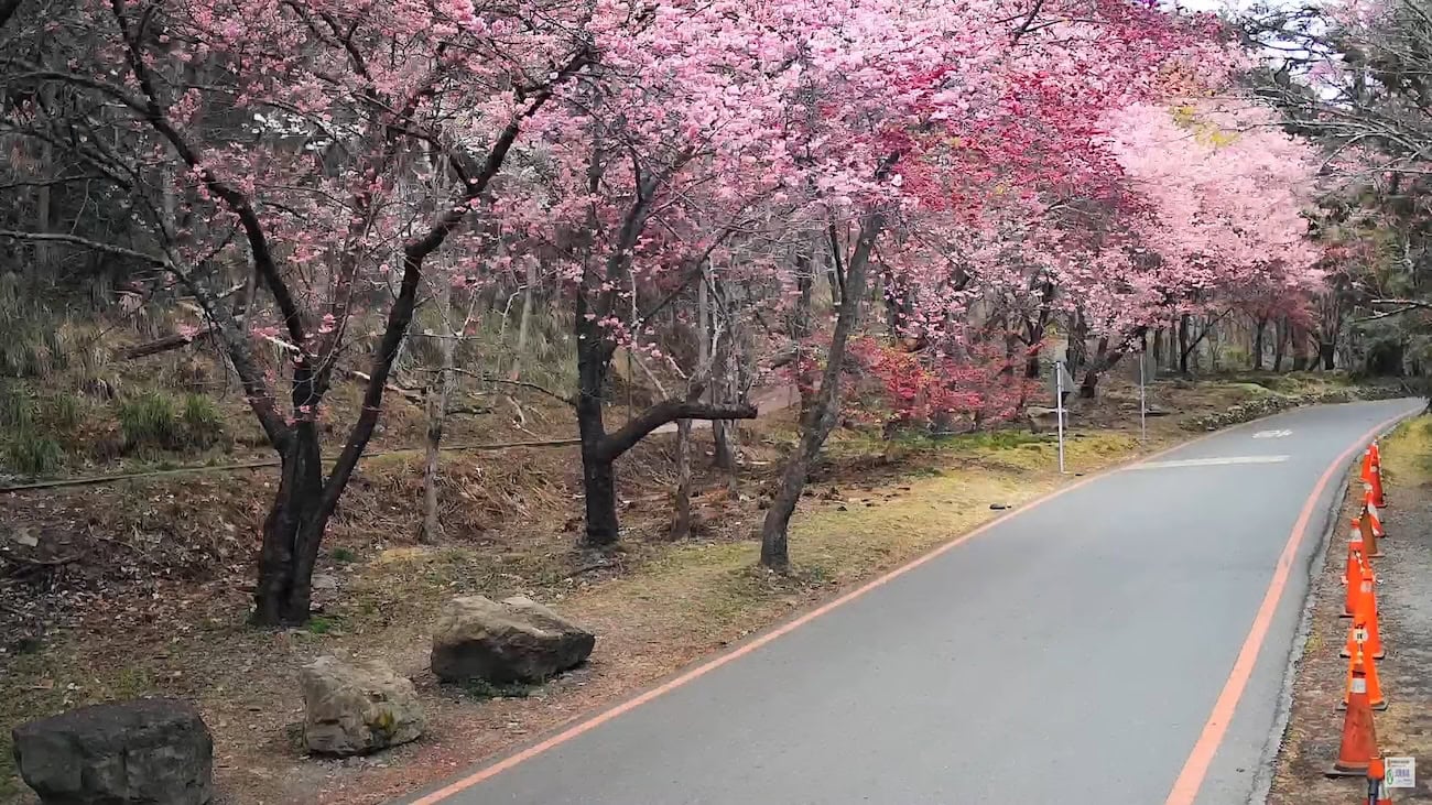 武陵農場櫻花2025 - 京華吊橋即時影像