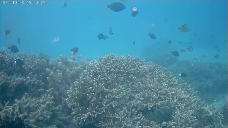 南灣海域珊瑚 – 核三廠進水口海底世界