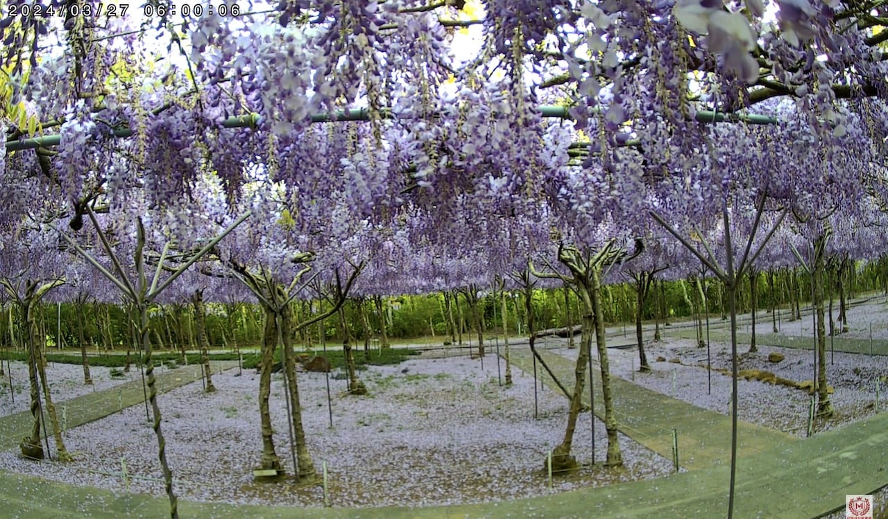 淡水紫藤花園即時影像