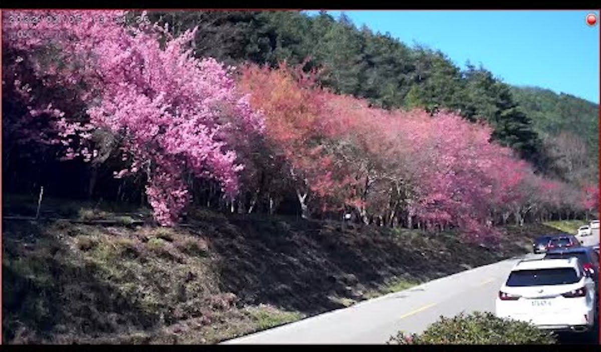 武陵農場入口花園櫻花林即時影像