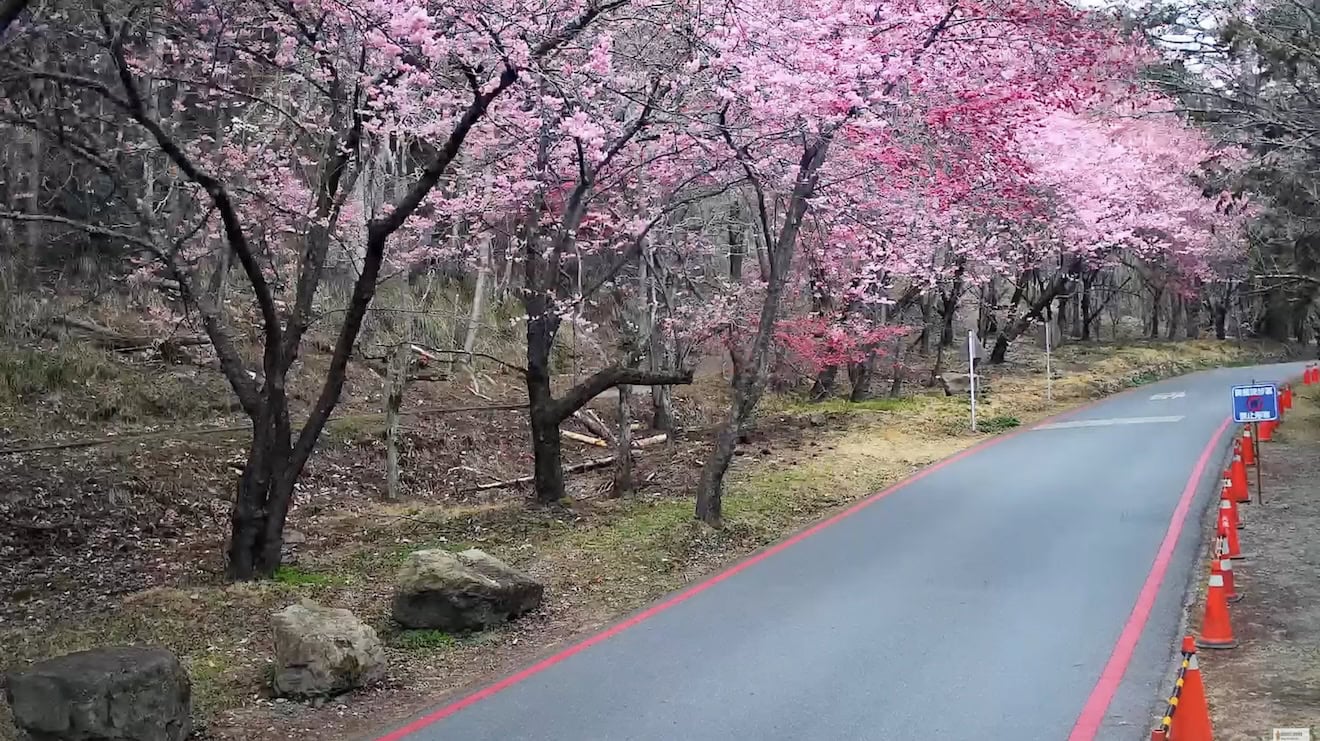 京華吊橋櫻花林 1 京華吊橋櫻花花況 - 2024年2月6日